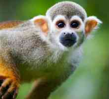 Majmuna: život i staništa iznenađujuće primata
