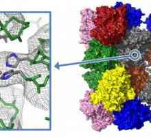 Protein: struktura i funkcija. svojstva proteina