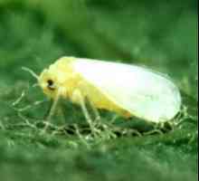 Whitefly. Pest Management