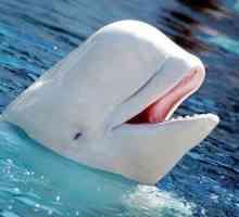 Belukha (Dolphin): opis, fotografija