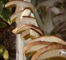 Bijele gljive: kako da ih osuše na mnogo načina
