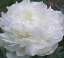 Bijelo božuri - cvijeće luksuz na Gredica