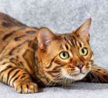 Bengal cat: opis rase, briga i recenzije