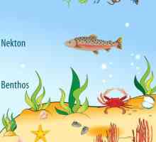 Benthos - a ... Plankton, Nekton, bentosa