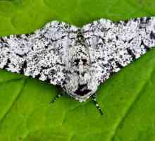 Peppered moth - štetočina, koji treba da znate u lice