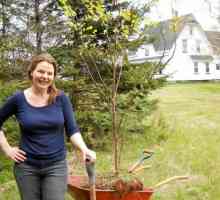 Breze Tar: primjena u hortikulturi