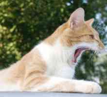 Bjesnoće kod mačaka: simptomi i potreba za prevenciju