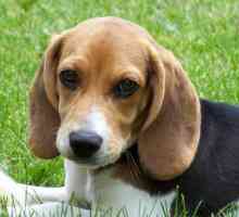 Beagle: komentara o vlasnicima, posebno karakter, obuku