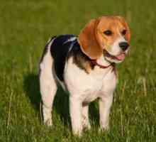Beagle (pas). beagle štenci. Beagle - lovački pas