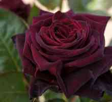 Black Baccarat - ruža sa jedinstvenim hlad
