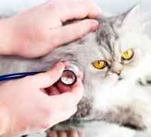 Cat bolest: kako ublažiti stanje životinje?