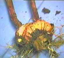 Bolesti gladiole (atribute i metode liječenja)