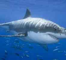 Great White Shark - Ocean oluja