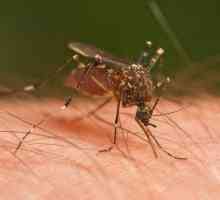 Big komarci: Da li ovi insekti su opasni
