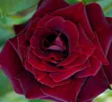 Bordo ruže - cvijeće kraljevski