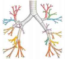 Bronhijalni vrste dah i oblici abnormalnog disanja