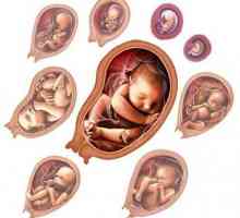 Trudnice: razvoj fetusa po nedeljama