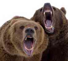 Mrki medvedi: Bruins naravi i opasne cranks