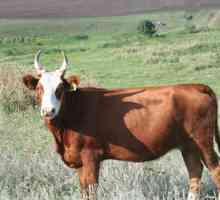 Bikova: bikovi pasmine i njihove karakteristike. rasa meso bikova