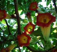 Brzorastuće grm Brugmansia: sadnju i njegu