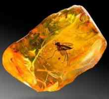 Ljekovita svojstva kamenja: amber