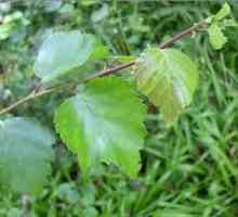 Ljekovita svojstva i koristi od breze katrana po ljudsko zdravlje