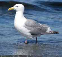 Seagull - Bird Coastal
