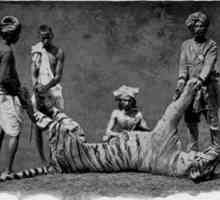Champawat Tiger - zvijer-ubojica, je izazvao veliko noćne more