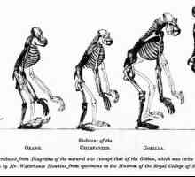 Majmuna i čovjek - sličnosti i razlike. Vrste i karakteristike modernog veliki majmuni