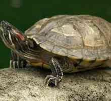 Šta da se hrane kod kuće krasnouhih kornjače često