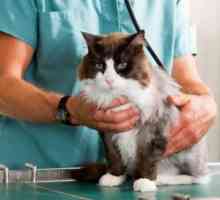 Poslasticu lišaj kod mačaka: metode veterinarskih službene i narodne
