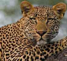 Ono što se razlikuje od geparda leopard: opis i razlike predatora