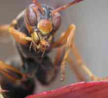 Ono što je razlikuje od osa pčela: kratak vodič za "lutke"