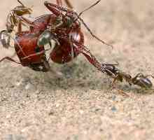 Mravi hrane u prirodi?