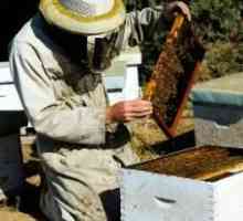 Korisne med: razred pčelinje proizvode i njihova svojstva