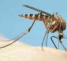 Odgovor razrješenja svrab od komaraca zalogaja u odraslih i djece? dobar savjet