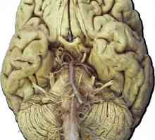 Kranijalni nervi, 12 parova: anatomije, funkcije tablice