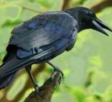 Carrion Crow - mudar strašna ptica