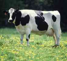 Crno-bijela rasa krava: karakterističan