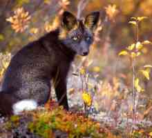 Chernoburaya lisica: slike, opis. Chernoburaya lisica u prirodi i kod kuće