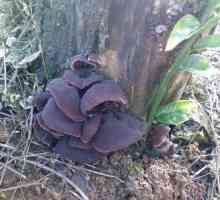 Black gljiva - jestive, ali ne i vrlo popularna gljiva
