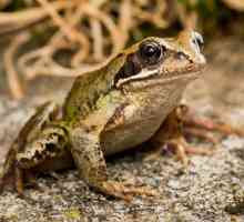 Zajednički žaba: opis, taksonomija, stanište, fotografije, sadržaj