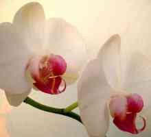 Šta da radim kada izblijedio orhideje u saksijama?