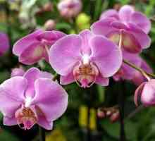 Šta da radim kada nestaje orhideja, kako da se brine za nju u tom periodu?