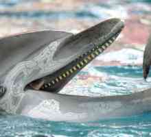 Da delfini jedu ono što njihova omiljena hrana?