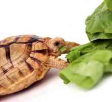 Ono što se jede kornjača kod kuće i kako pravilno sadrži?