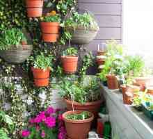 Ono što se može uzgaja na balkonu u zimskom periodu, u ljeto?
