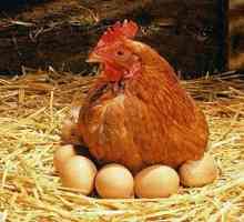 Ono što se prvi put pojavio kokoška ili jaje? Dinosaur!
