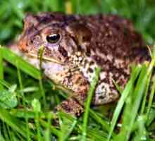 Ono što spavanje priprema za nas: šta sanja žabe?