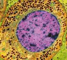 Što je citoplazmi? Struktura, sastav i svojstva citoplazmi